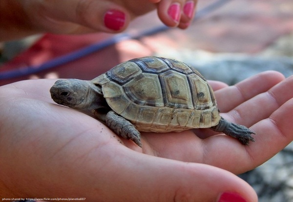 Przylot na Sri Lankę i wizyta w wylęgarni żółwi w Kosgodzie