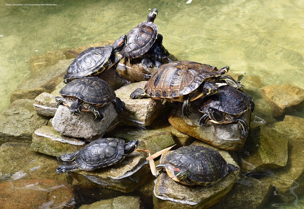 Przylot na Sri Lankę i wizyta w wylęgarni żółwi w Kosgodzie