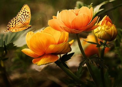 Świat motyli i ogród botaniczny [4h]