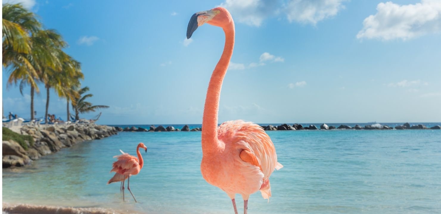 aruba