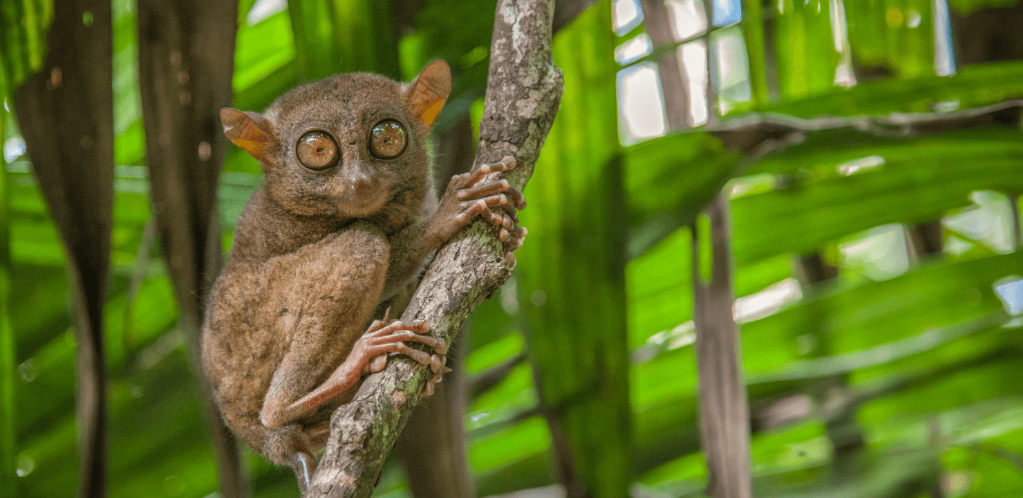 filipiny-przewodnik-dla-podrozujacych