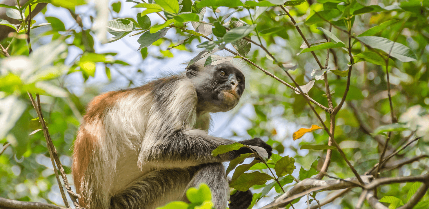 zanzibar natura
