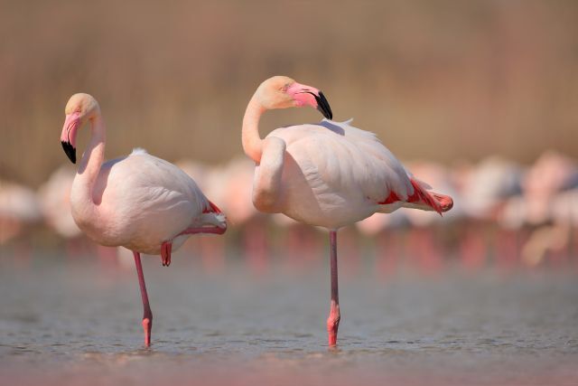 Flamingi, jeden z symboli Bahamów