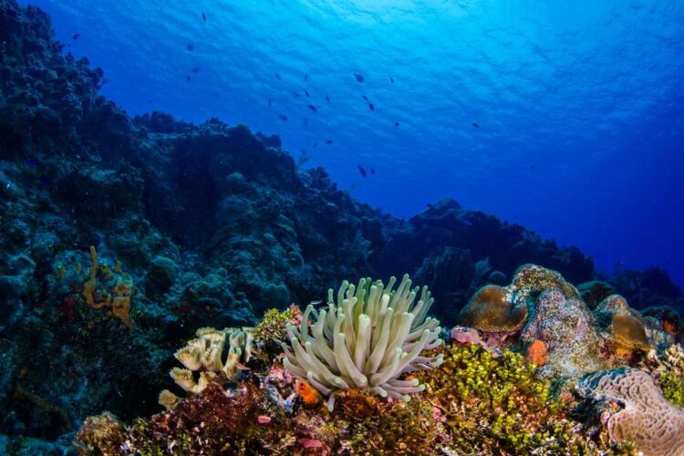 Rafa koralowa przy Cozumel