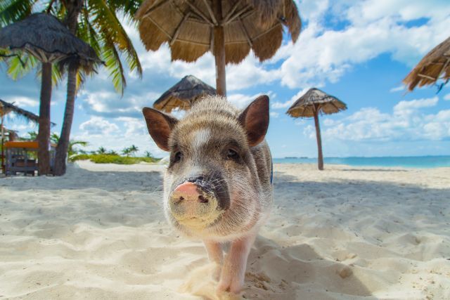 Plaża świń na jednej z dzikich plaż Bahamów