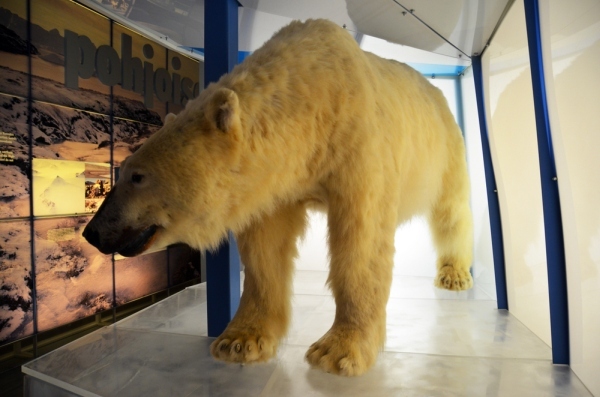 Niedźwiedź polarny Finlandia