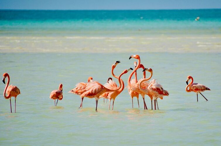 Flamingi na wyspie Holbox
