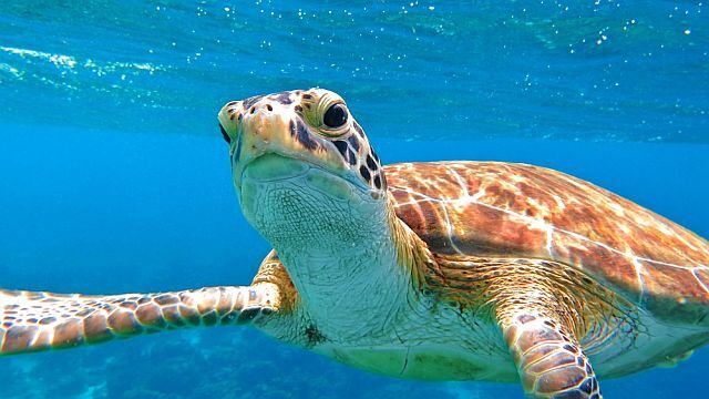 Wyspa Andros to miejsce występowania żółwi morskich