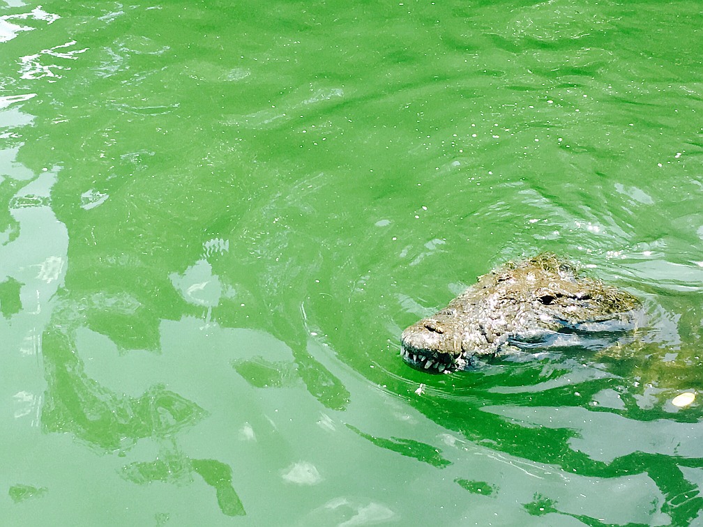 Krokodyl Jamajka