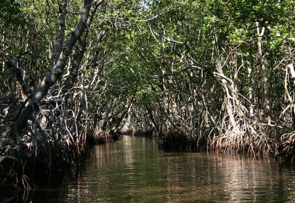 Naples – Park Narodowy Everglades – Miami (ok. 200 km)