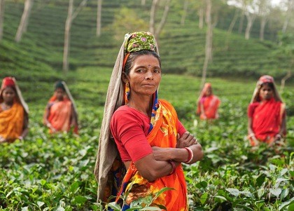 Indie + Sri Lanka - zapach herbaty