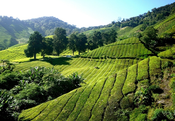 Ramboda – plantacja herbaty – Paradeniya – Kandy / (ok. 80 km) śniadanie, kolacja