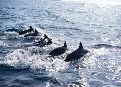 Wyspa Pamilacan - oglądanie wielorybów i delfinów
