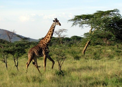 Safari w Tanzanii (6 nocy)