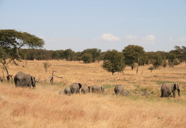 Serengeti - Ngorongoro / 150 km 