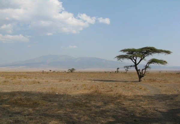 Serengeti - Ngorongoro / 150 km 