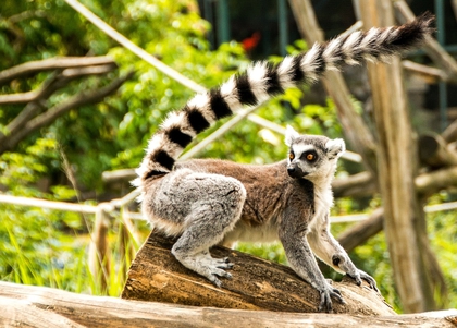 Kraina Lemurów