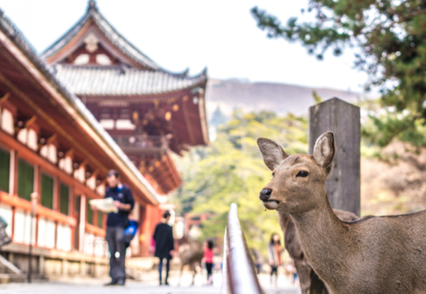Nara – Swiątynia Todaiji – kurs przyrządzania Sushi - Osaka