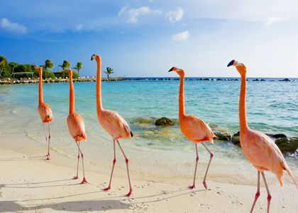 Aruba - Curacao - zwiedzanie i wypoczynek w hotelu Renaissance Curacao Resort & Casino