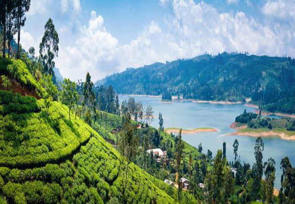Plantacja herbaty i lankijski przemysł - wylot na Malediwy