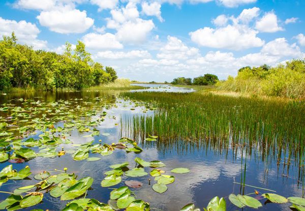 Park Narodowy Everglades 
