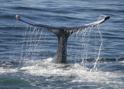 Obserwowanie wielorybów