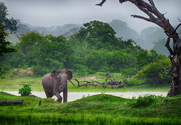 (Wodne safari) – Galle – Koggala – przejazd do parku Yala 