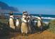 Pingwiny z Przylądka Dobrej Nadziei - rejs po Południowej Afryce i Namibii