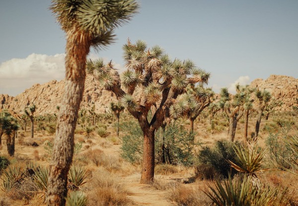 Park Narodowy Joshua Tree – Los Angeles