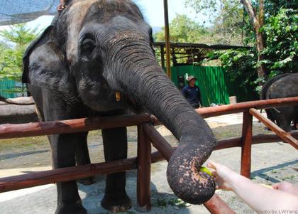 Kuala Gandah Elephant Conservation + lunch [8h]