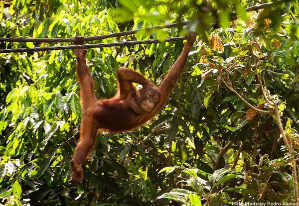 Orangutany i wyspa Penang (śniadanie, obiad)