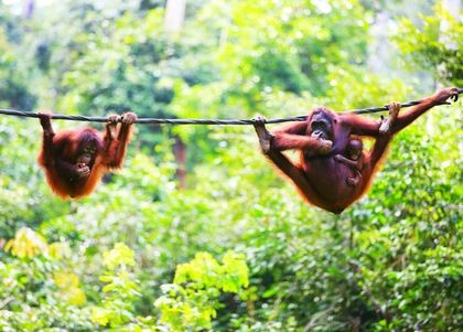 Dzikie Borneo